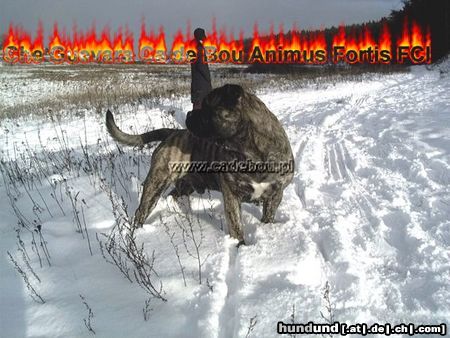 Ca de Bou Hunde Foto 18001 Ca de Bou Excellent Thru Type Ca de Bou
