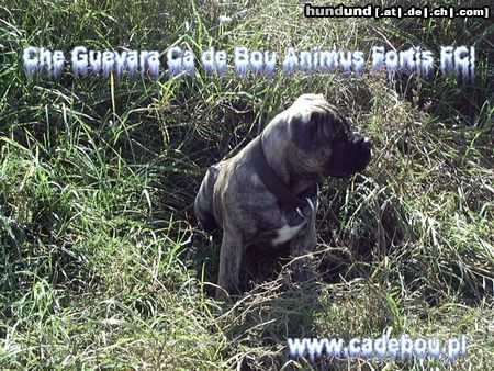 Ca de Bou Hunde Foto 17067 Ca de Bou Thru Type Ca de Bou !!! Che Guevara............