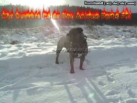 Ca de Bou Hunde Foto 18002 Ca de Bou Excellent Thru Type Ca de Bou