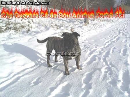 Ca de Bou Hunde Foto 17068 Ca de Bou Thru Type Ca de Bou !!! Che Guevara............