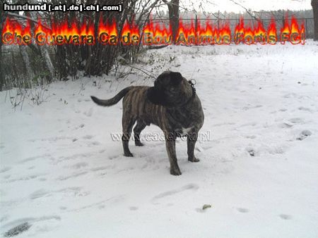Ca de Bou Hunde Foto 17069 Ca de Bou Thru Type Ca de Bou !!! Che Guevara............