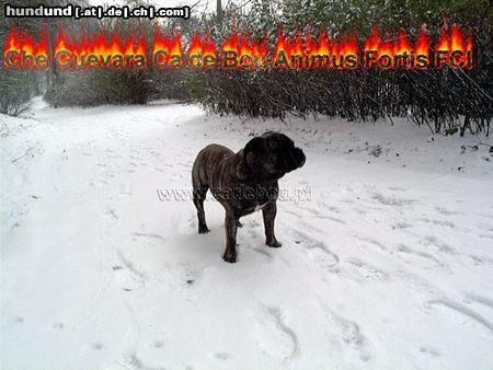Ca de Bou Hunde Foto 17158 Ca de Bou Original Ca de Bou Che Guevara ca de bou Animus Fortis