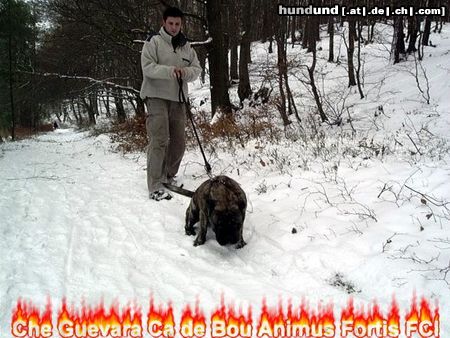Ca de Bou Hunde Foto 17999 Ca de Bou Excellent Thru Type Ca de Bou