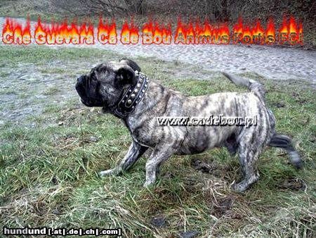 Ca de Bou Hunde Foto 26019 Ca de Bou Ch.PL. CH. RUS. CH. EST. CH. LV. CH LT MULTICHAMPION CHE GUEVARA CA DE BOU ANIMUS FORTIS - ORIGINAL CA DE BOU POLAND