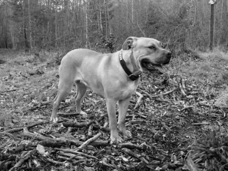 Ca de Bou Hunde Foto 36706 Ca de Bou Chima de Brisan Puerto Rican Ca de Bou