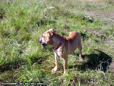Ca de Bou Hunde Foto 25346 Ca de Bou Chima de Brisan Puerto Rico Import owner ANIMUS FORTIS KENNEL POLAND