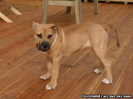 Ca de Bou Hunde Foto 25659 Ca de Bou Chima de Brisan import from Puerto Rico owner ANIMUS FORTIS KENNEL POLAND