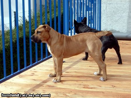 Ca de Bou Hunde Foto 25658 Ca de Bou Chima de Brisan import from Puerto Rico owner ANIMUS FORTIS KENNEL POLAND