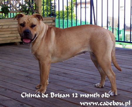 Ca de Bou Chima de Brisan 12 month old