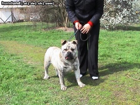 Ca de Bou Hunde Foto 12762 Ca de Bou
