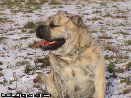 Ca de Bou Hunde Foto 18014 in höherer Auflösung ansehen Ca de Bou Agat Ling Thao