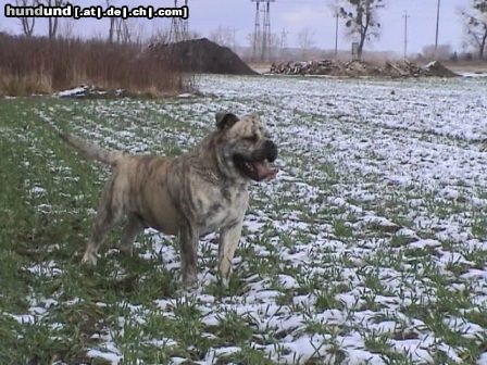 Ca de Bou Hunde Foto 18015 in höherer Auflösung ansehen Ca de Bou Agat Ling Thao