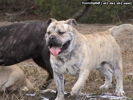 Ca de Bou Hunde Foto 18016 in höherer Auflösung ansehen Ca de Bou Agat Ling Thao