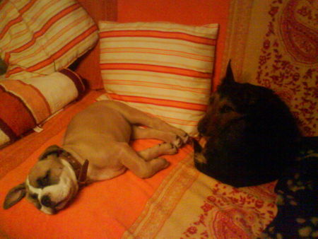 Ca de Bou Hunde Foto 41062 in höherer Auflösung ansehen Ca de Bou unsere kleine Knutschkugel