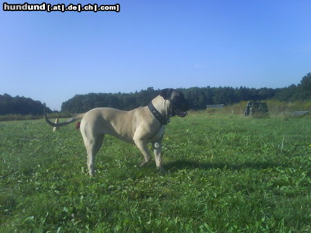 Ca de Bou Hunde Foto 45317 in höherer Auflösung ansehen Ca de Bou hummel ca de bou hündin