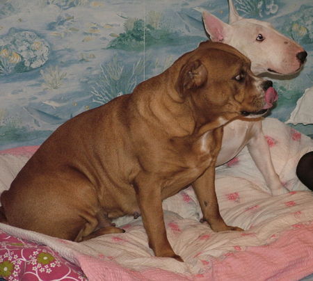 Ca de Bou Hunde Foto 28655 in höherer Auflösung ansehen Ca de Bou CALA de Can Estruch