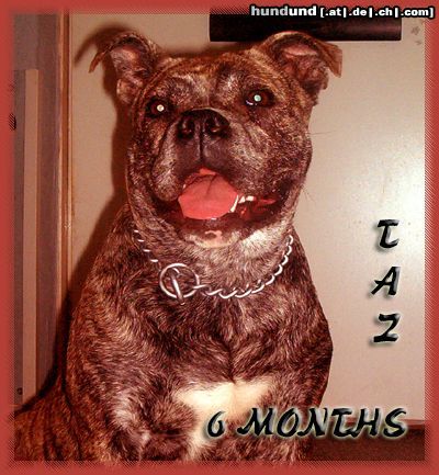 Ca de Bou Hunde Foto 4016 Ca de Bou Kelsey 7 months old