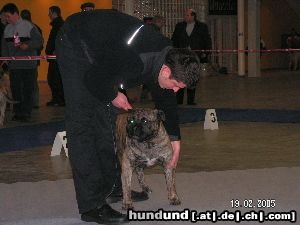 Ca de Bou Hunde Foto 18825 Ca de Bou Moloss Dog Show in Gdansk 2005 - Winner Open Class Che Guevara Ca de Bou Animus Fortis