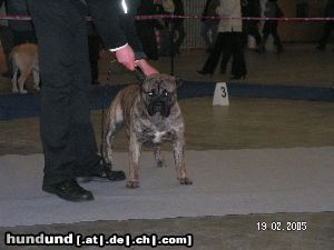 Ca de Bou Hunde Foto 18824 Ca de Bou Moloss Dog Show in Gdansk 2005 - Winner Open Class Che Guevara Ca de Bou Animus Fortis