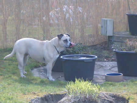 Ca de Bou Hunde Foto 38111 in höherer Auflösung ansehen Ca de Bou Goussette Petite Osanna, 9 years old
