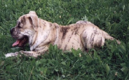 Ca de Bou Hunde Foto 1767 Ca de Bou HOSZIMIN Ling-Tao (3 Monate)