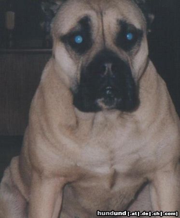 Ca de Bou Hunde Foto 20146 Ca de Bou Original Ca de Bou Inka Gupla Osanna