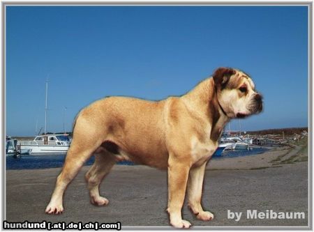 Ca de Bou Hunde Foto 11351 Ca de Bou Int.Ch, WW 2003, EW 2004 Ikar Chevalier Osanna