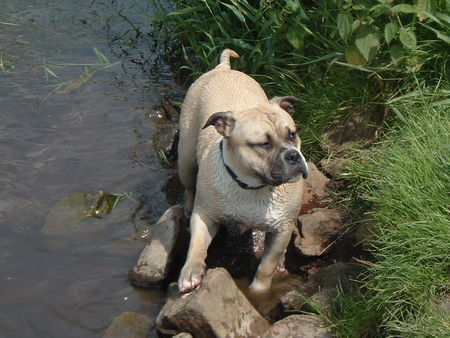 Ca de Bou Unsere Wasserratte