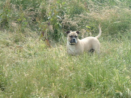 Ca de Bou Hunde Foto 42267 Ca de Bou