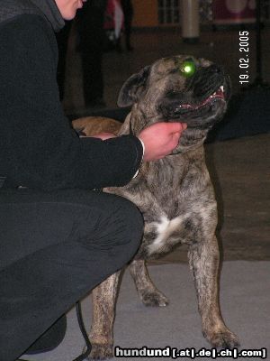 Ca de Bou Hunde Foto 18889 Ca de Bou Moloss Dog Show in Gdansk 2005 - Winner Open Class Che Guevara Ca de Bou Animus Fortis