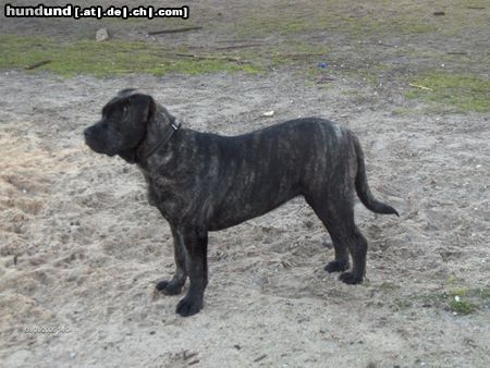 Ca de Bou Hunde Foto 17682 Ca de Bou MARGARITA MIX R.J Osanna