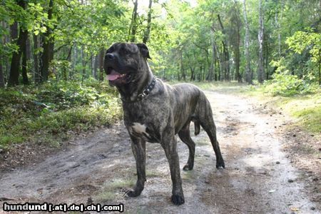 Ca de Bou Hunde Foto 25154 in höherer Auflösung ansehen Ca de Bou