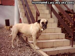 Ca de Bou Hunde Foto 6828 Ca de Bou TINA