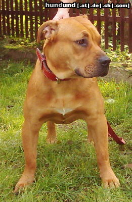 Ca de Bou Hunde Foto 25991 Ca de Bou CALIU, 10 month old, imported from Mallorca