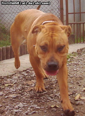 Ca de Bou Hunde Foto 25992 Ca de Bou CALIU, 10 month old, imported from Mallorca