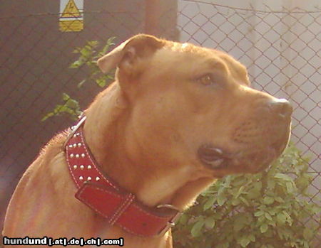 Ca de Bou Hunde Foto 26030 Ca de Bou CALIU, 10 month old, imported from Mallorca