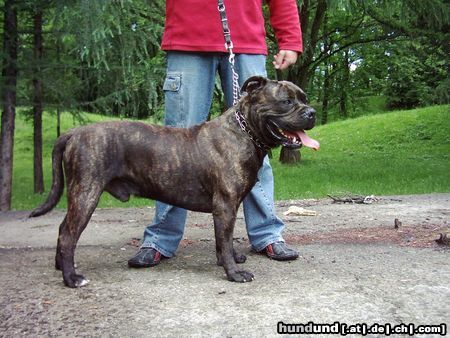 Ca de Bou Hunde Foto 12061 Ca de Bou ARGOS Juhasz Junior World Winner JChPl ChPl