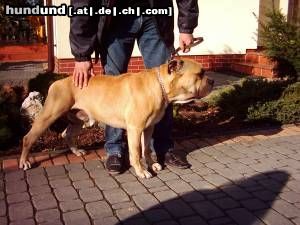 Ca de Bou Hunde Foto 6834 Ca de Bou PUMA von Zirpen