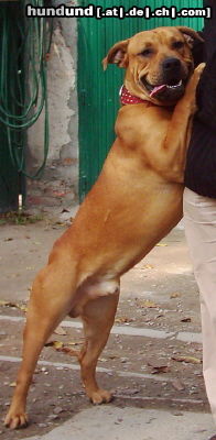 Ca de Bou Hunde Foto 25994 Ca de Bou CALIU, 10 month old, imported from Mallorca