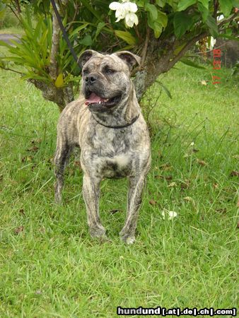 Ca de Bou Hunde Foto 21771 Ca de Bou it's my dog , c'est ma passion