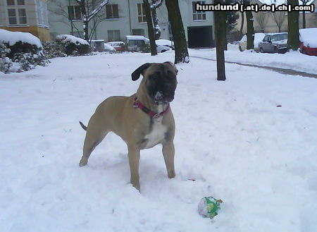 Ca de Bou Hunde Foto 45498 in höherer Auflösung ansehen Ca de Bou Hummel Ca De Bou Hündin aus Berlin