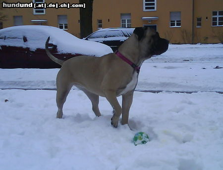 Ca de Bou Hunde Foto 45499 in höherer Auflösung ansehen Ca de Bou Hummel Ca De Bou Hündin aus Berlin