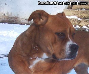 Ca de Bou Hunde Foto 17970 in höherer Auflösung ansehen Ca de Bou CALA de Can Estruch