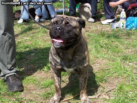 Ca de Bou Hunde Foto 11366 Ca de Bou EUROPAJUGENDSIEGER DORTMUND 2004;KLUBJUGENSIEGERCZ MLADA BOLESLAV 2004