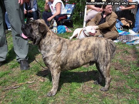 Ca de Bou Hunde Foto 11367 Ca de Bou EUROPAJUGENDSIEGER DORTMUND 2004;KLUBJUGENSIEGERCZ MLADA BOLESLAV 2004