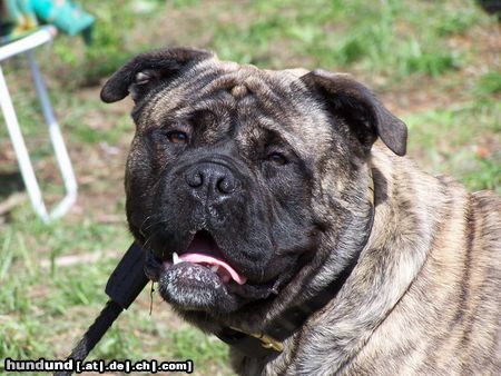 Ca de Bou Hunde Foto 11364 Ca de Bou EUROPAJUGENDSIEGER DORTMUND 2004;KLUBJUGENSIEGERCZ MLADA BOLESLAV 2004