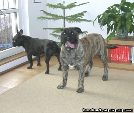 Ca de Bou Hunde Foto 11645 Ca de Bou Only Original Ca de Bou with PEDIGREE FCI (minimum 3 generations complete.)