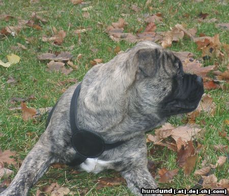 Ca de Bou Hunde Foto 11646 Ca de Bou Only Original Ca de Bou with PEDIGREE FCI (minimum 3 generations complete.)