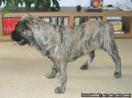 Ca de Bou Hunde Foto 11619 Ca de Bou Only Original Ca de Bou with PEDIGREE FCI (minimum 3 generations complete.)