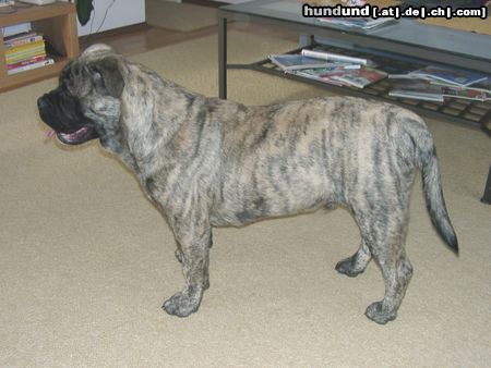 Ca de Bou Hunde Foto 11647 Ca de Bou Only Original Ca de Bou with PEDIGREE FCI (minimum 3 generations complete.)